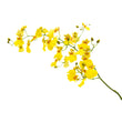 Y005 Oncidium